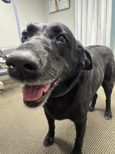 Denver Central Chiropractic - Dog Chiropractor in Denver