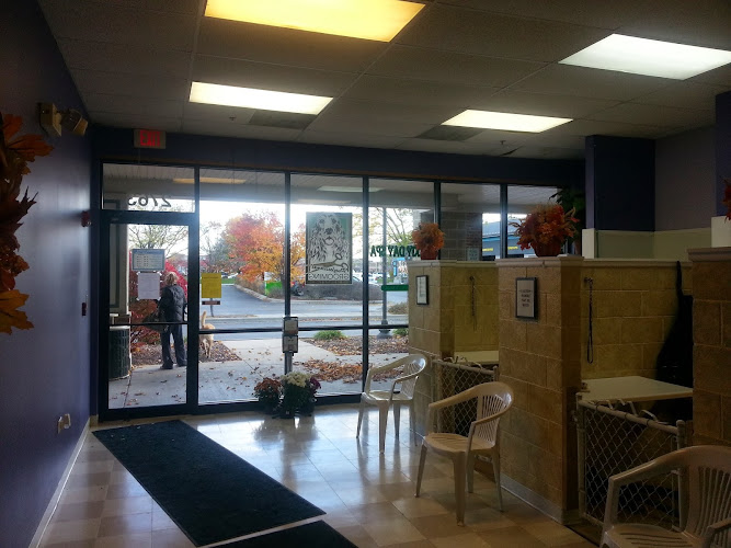 Doggy Day Spa Grooming