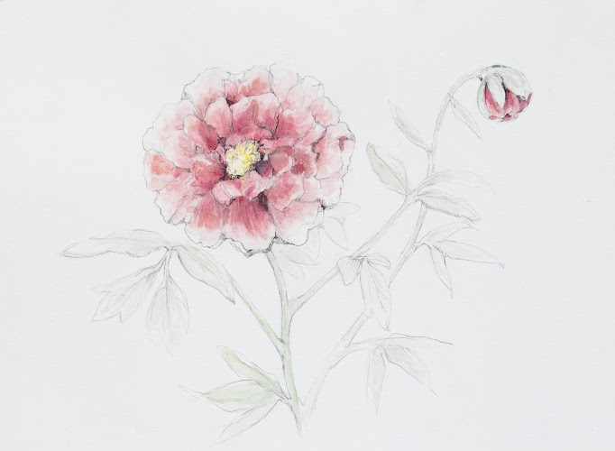 Peony Acupuncture and Chinese Herbal Medicine