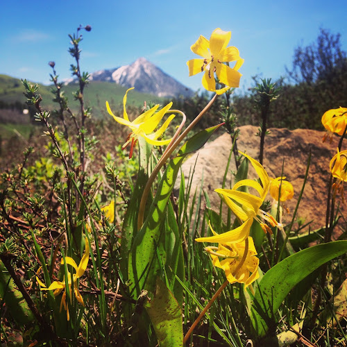 Root Wellness Studio