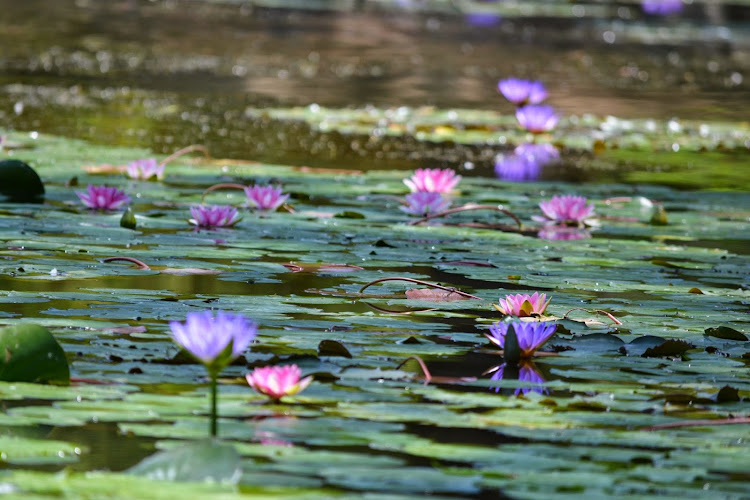 Seattle Family Acupuncture