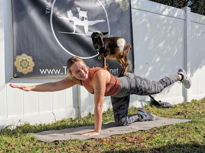 The Little Yogi - Goat Yoga Tampa